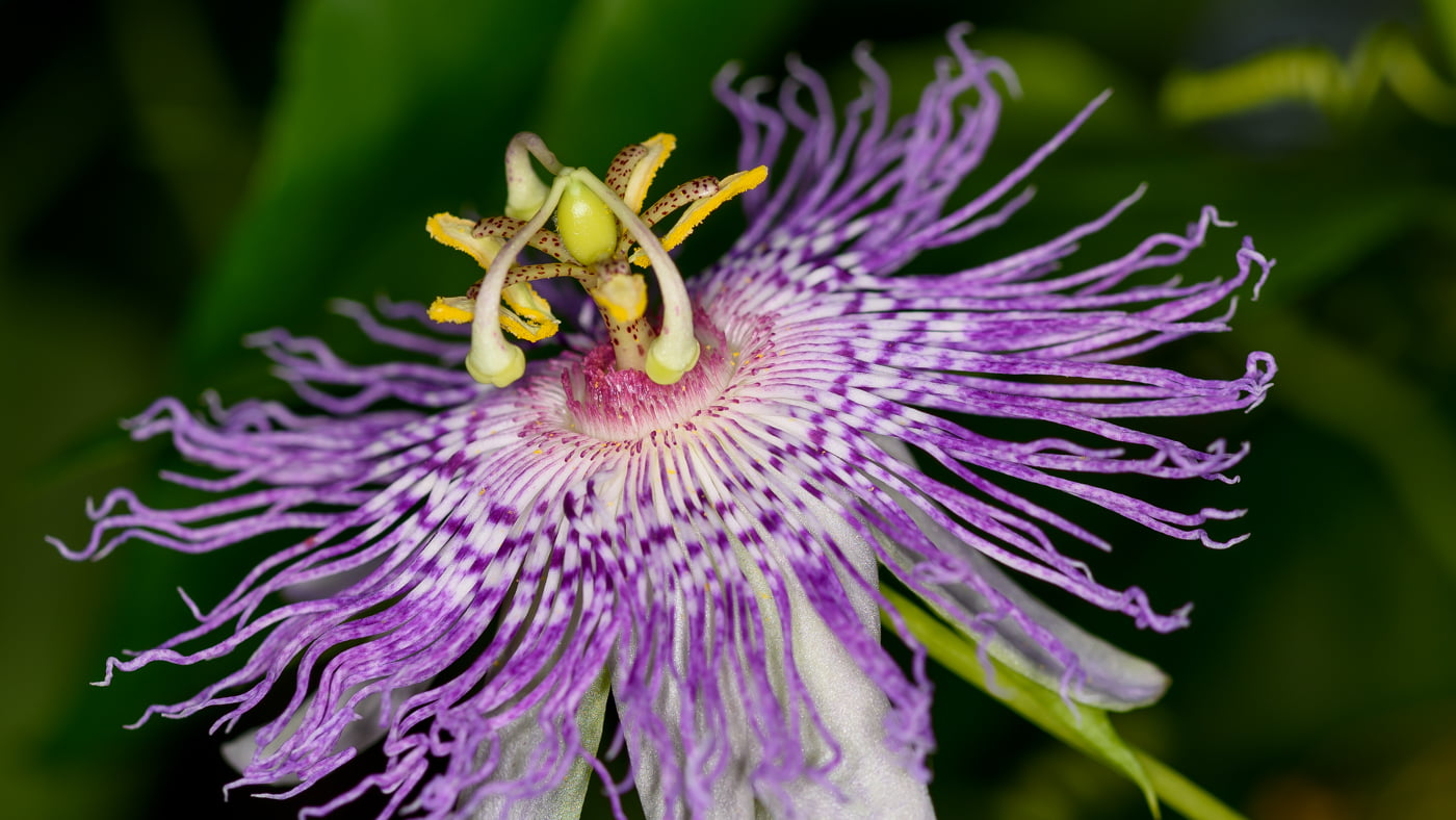 Fotoshooting snapshot.style