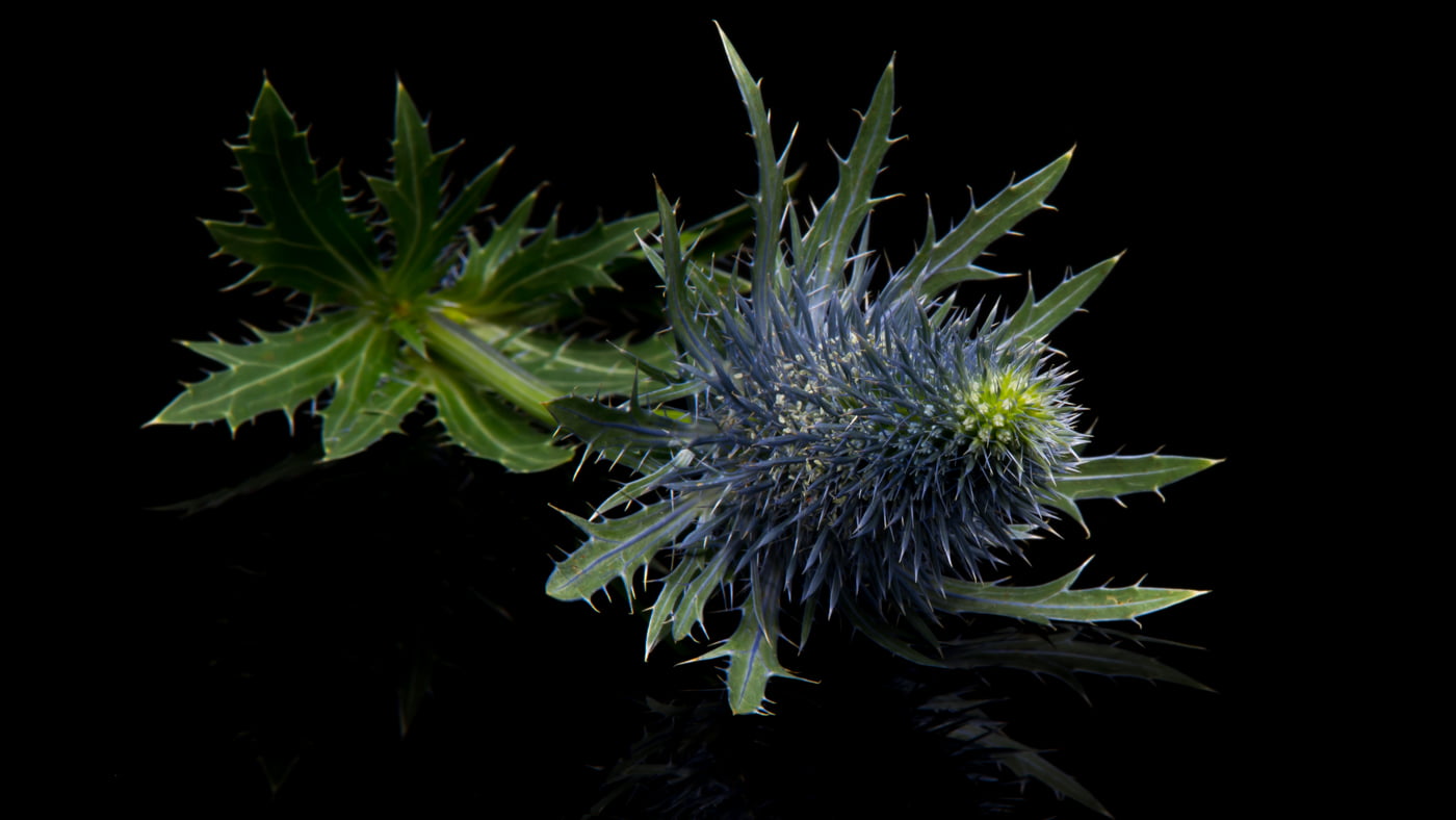 Fotoshooting snapshot.style