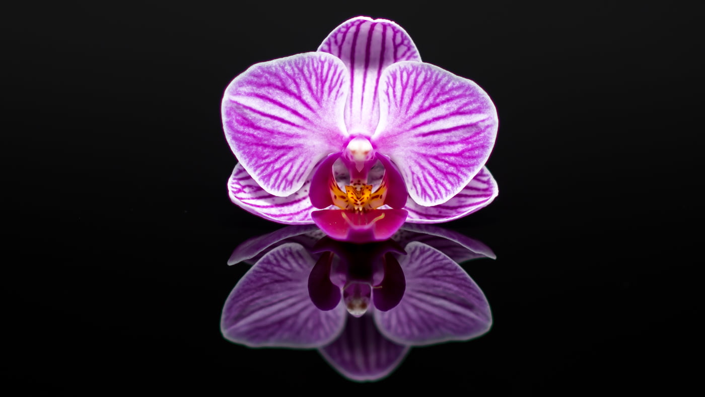 Fotoshooting snapshot.style