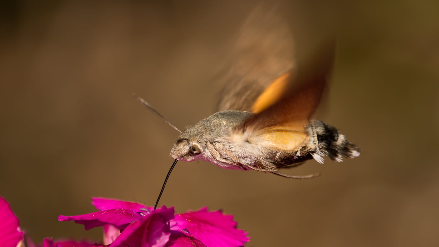 Fotoshooting snapshot.style