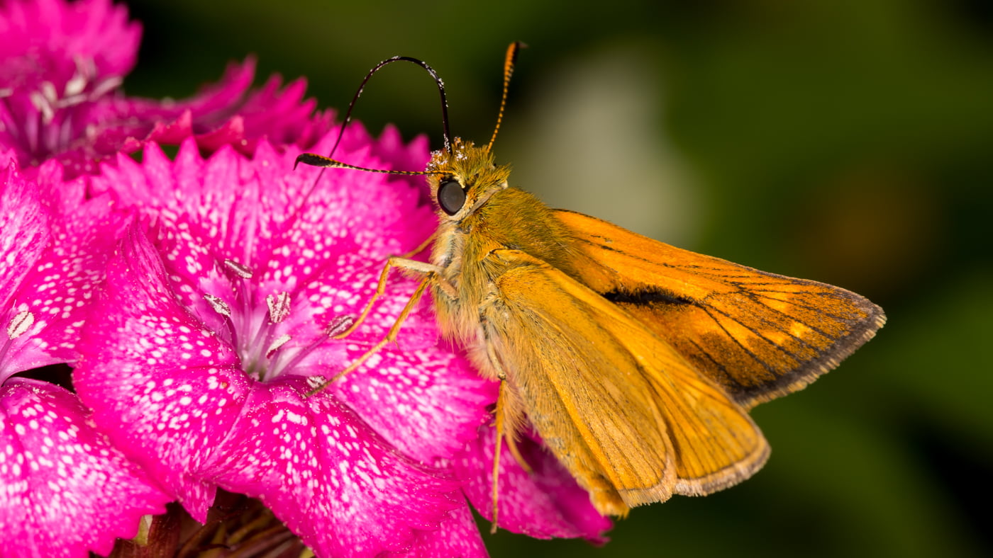 Fotoshooting snapshot.style