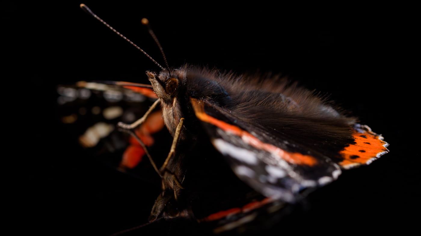 Fotoshooting snapshot.style