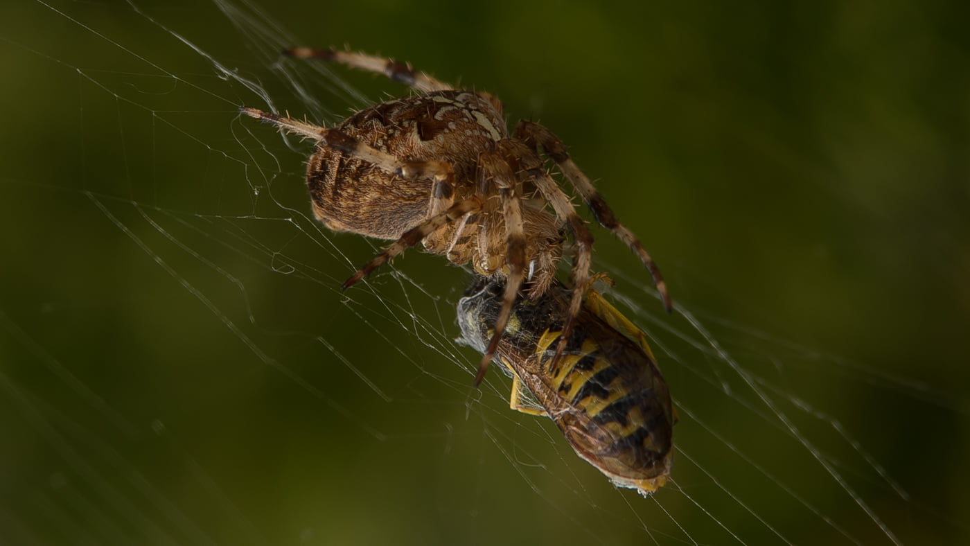 Fotoshooting snapshot.style