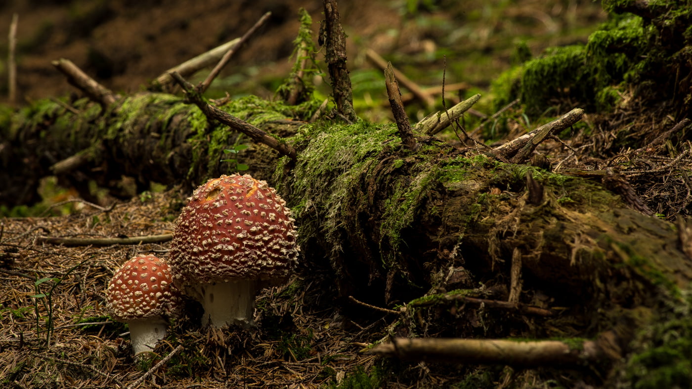 Fotoshooting snapshot.style