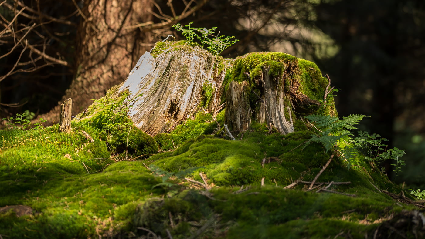 Fotoshooting snapshot.style